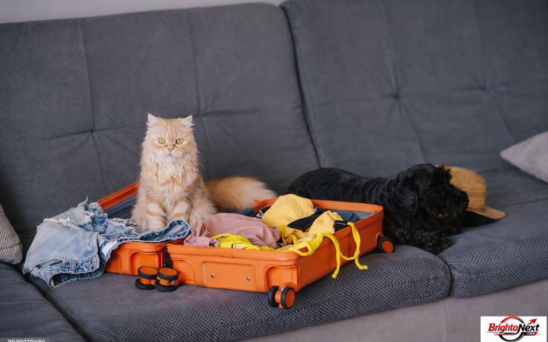 Preparing Your Cat Before Travel